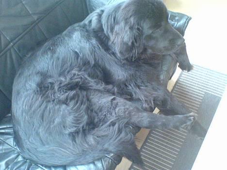 Newfoundlænder Mille - heeh jeg er dejlig ik? billede 8