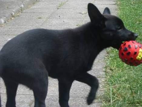 Australsk kelpie Ginny - 11 uger - med sin treatball billede 12