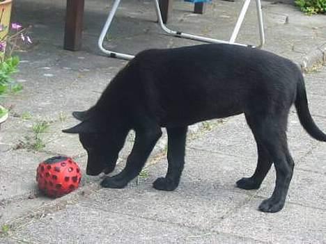 Australsk kelpie Ginny - 11 uger - med sin treatball billede 13