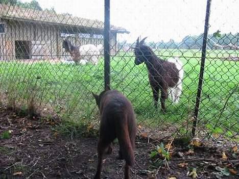 Australsk kelpie Clara - En waliser ged - den er fokuseret.. billede 12
