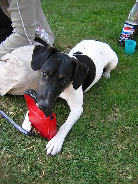 Dansk svensk gaardhund Simba 15/10 - Umh... den smager godt.... billede 13