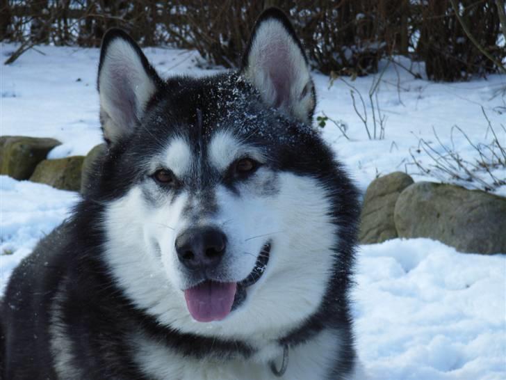 Alaskan malamute Malic *RIP* - Gaaaab billede 1