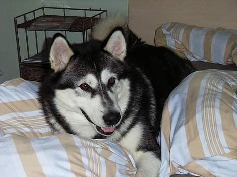 Alaskan malamute Malic *RIP* - Jeg er en lømmel nu billede 2