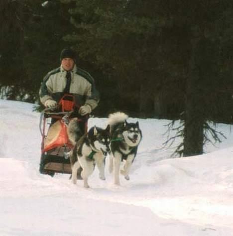 Alaskan malamute Malic *RIP* - Uha det går stærkt her :-O billede 4