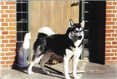 Alaskan malamute Malic *RIP* - Læg lige mærke til hvad der ligger bagved...... billede 5