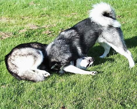 Alaskan malamute Malic *RIP* - Lille brydekamp med sin halvsøster billede 6