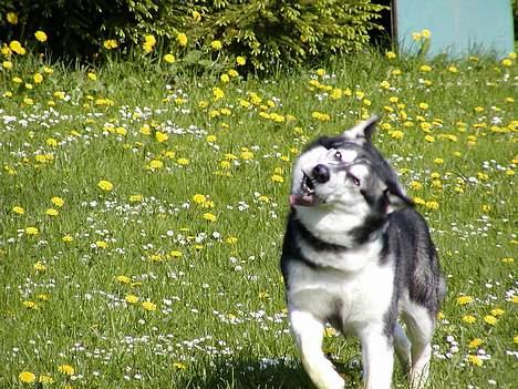 Alaskan malamute Malic *RIP* - Tjaaa. Helt normal er han ikke :-() billede 7