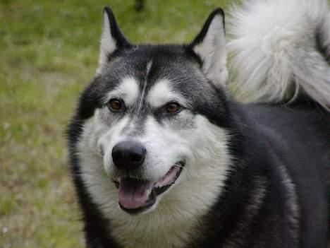 Alaskan malamute Malic *RIP* - Min far siger jeg er fotogen........ billede 8
