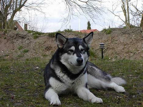 Alaskan malamute Bailey - Bailey billede 1