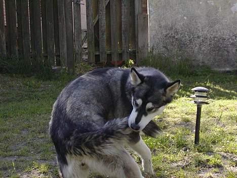 Alaskan malamute Bailey - Leg med halen er ALTID sjovt billede 2