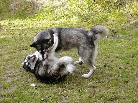 Alaskan malamute Bailey - Tumler lige min storebror :-) billede 3