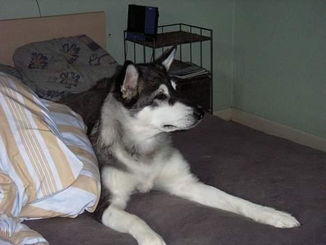 Alaskan malamute Bailey - Jamen i sagde da jeg godt måtte være i sengen :-) billede 4