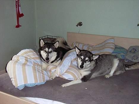 Alaskan malamute Bailey - Har VI gjort noget galt ???? billede 5