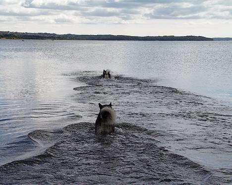 Alaskan malamute Bailey - Ligner Ask og Urt på vej ud af Århus havn HEHE billede 6