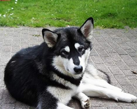 Alaskan malamute Bailey - Er jeg ikke bare nuttet billede 7