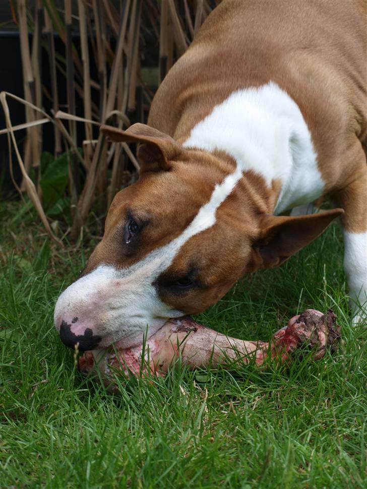 Bullterrier Ask og Pingo  - Ask 3. år 35- 36 kg.  billede 4