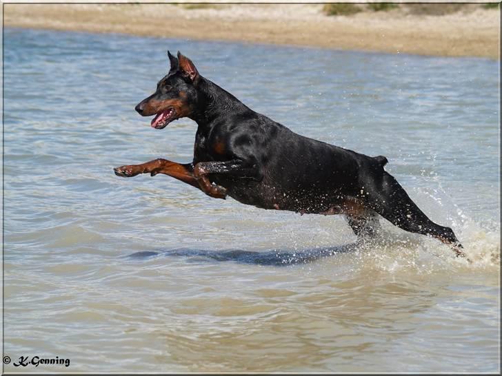 Dobermann Rocky-Dobi Deby R.I.P. billede 20