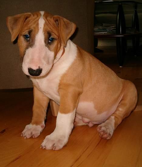 Bullterrier Ask og Pingo  - Hvad laver du ??? Ask 9. uger billede 5