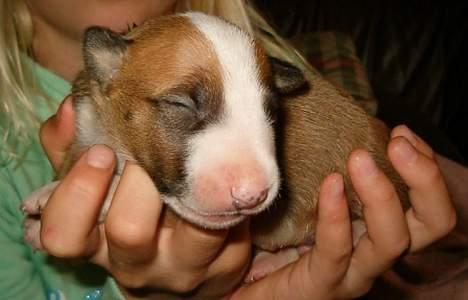 Bullterrier Ask og Pingo  - Stadig lille billede 2