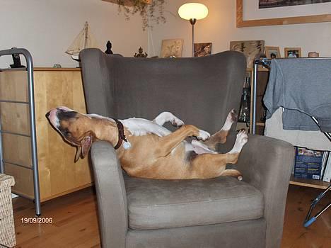 Bullterrier Ask og Pingo  - HALLOOO - nogen der har en større lænestol !! billede 6