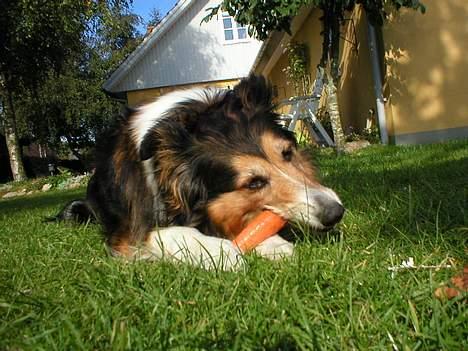 Collie langhåret Soffi R.I.P :´( - Ja, elsker gulerødder.. :) billede 12