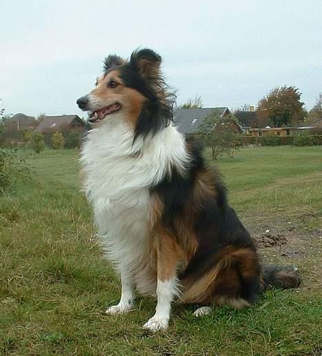 Collie langhåret Soffi R.I.P :´( - MIg, ude og gå tur.. :D billede 13