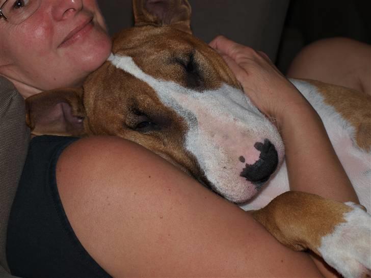 Bullterrier Ask og Pingo  - Det er lidt hygligt - at dele stolen med mor og putte....... billede 7