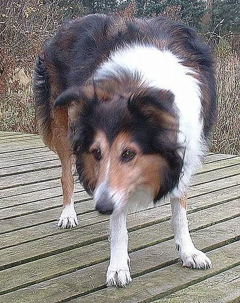 Collie langhåret Soffi R.I.P :´( - Hvad er der mon under broen? billede 14