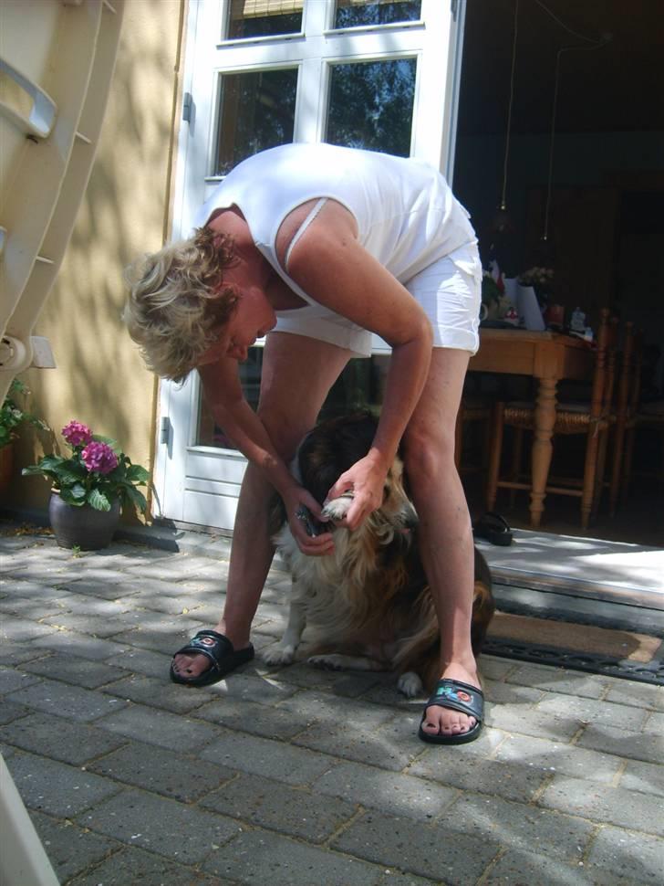Collie langhåret Soffi R.I.P :´( - Soffi får klippet negle :-) billede 15