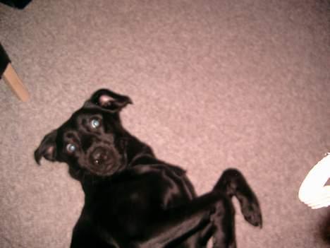 Labrador retriever chang - hey du overraskede mig lige... hvordan ser jeg ud??? billede 5