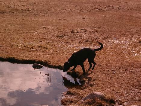 Labrador retriever chang - åh dette er min livret, MUMS billede 6