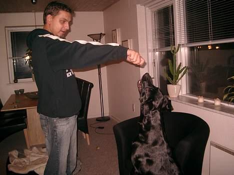 Labrador retriever chang - ja okay, jeg kan stå på to ben, hvis jeg bliver lokket med en godbid af far:-) billede 7