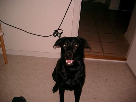Labrador retriever chang - tag nu det billede, jeg hader at stå model dagen lang:-) billede 8