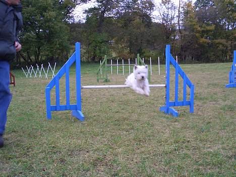 West highland white terrier Jack - se jeg flyver.. billede 8