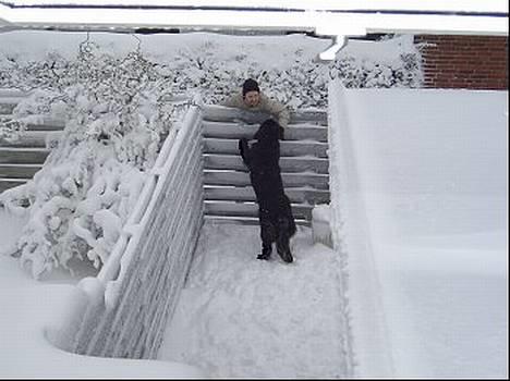 Newfoundlænder Mille -  jeg vil ud til dig... billede 9