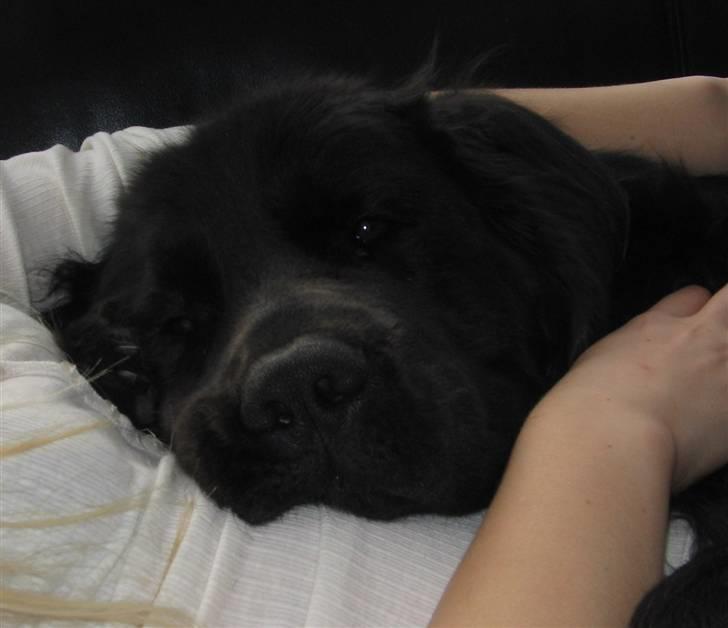 Newfoundlænder Mille - jeg må heler passe på bolde... billede 10