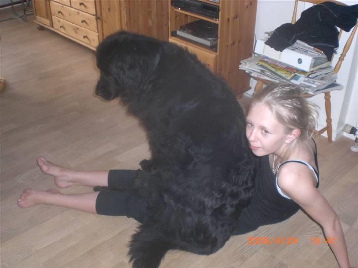 Newfoundlænder Mille - jeg er da en lille skøde hund ikke ? ((: billede 11