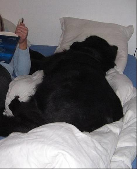 Newfoundlænder Mille - hygge hunden billede 12