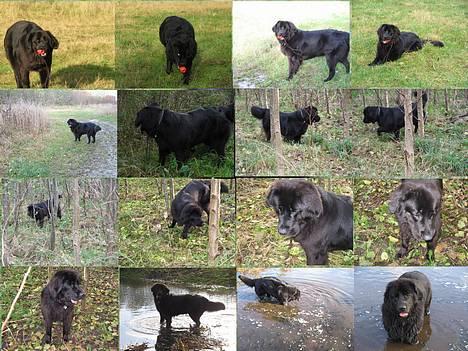 Newfoundlænder Mille - kan du se mig inde bag alle de træer. billede 13