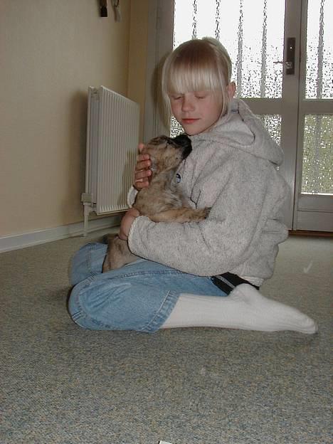 Cairn terrier Muffy billede 13