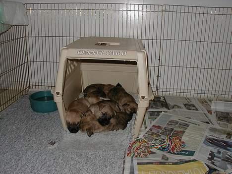 Cairn terrier Muffy billede 14