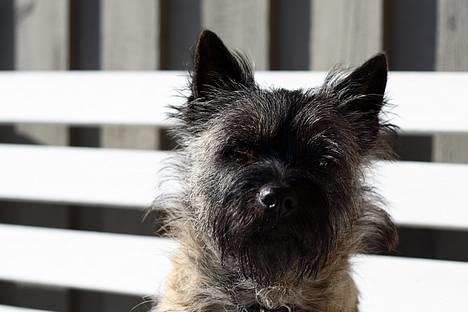 Cairn terrier Muffy billede 15