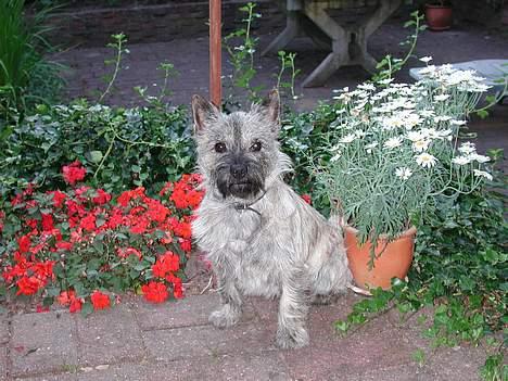 Cairn terrier Muffy billede 16