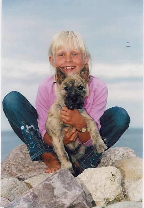 Cairn terrier Muffy billede 17