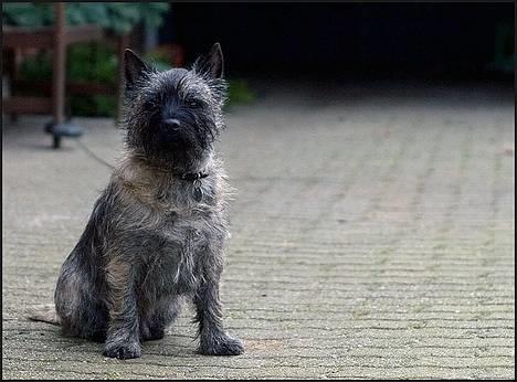 Cairn terrier Muffy billede 18