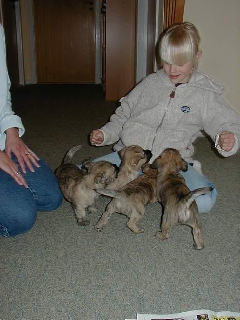 Cairn terrier Muffy billede 19