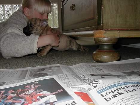 Cairn terrier Muffy billede 20