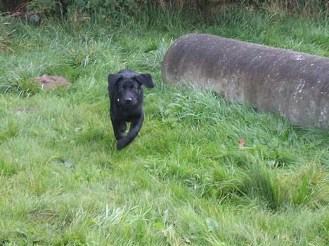 Labrador retriever Brårup´s Prins Pavlos - Se mor jeg kan flyve.......... Næsten. billede 20