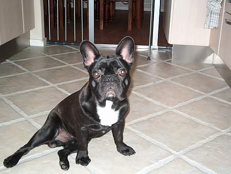 Fransk bulldog QUARK - Hej her er Quark, vores dejlige bullie billede 1