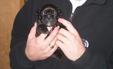 Fransk bulldog QUARK - Quak 17 dage gammel billede 2